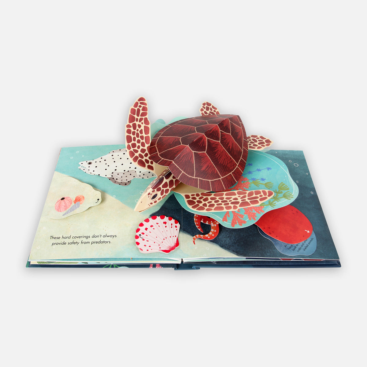 Shells Nautical Pop-Up Book